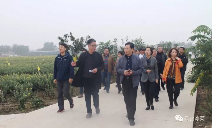 云臺冰菊基地發(fā)生了什么？一批批領(lǐng)導(dǎo)專家團(tuán)隊(duì)前來！